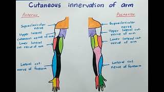 Cutaneous Innervation of Arm  Anatomy [upl. by Elletnahc]