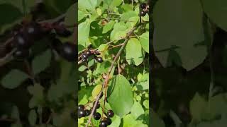 shortvideo shortreels deerchokecherrycanada [upl. by Marlyn]