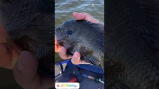 Arms Family Homestead Bluegill Fishing With 903 Fishing [upl. by Priest837]