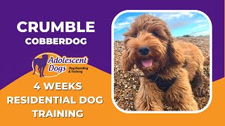 Crumble the Australian Cobberdog Puppy  4 Weeks Assistance Dog Residential Training [upl. by Conners]