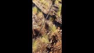 Gold bearing schistcalcrete reef Halls Creek 2013 part 3 [upl. by Bibeau714]