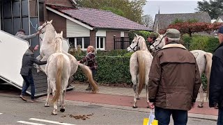 Ein absolut eindrucksvolles Spektakel Pferde verladen in Hedel NL 07112022 [upl. by Radu655]