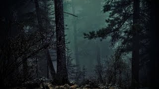 FOREST AT NIGHT  Crickets Owls Rain Wind in Trees  Relax Study Sleep DeStress 🎧 100 RELAX [upl. by Neely]