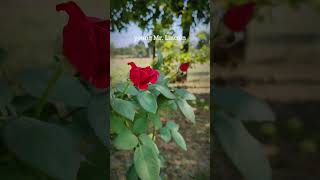 The Beauty of Red Rose in Summer Breeze 🌹garden rose roses rosegarden [upl. by Alage]