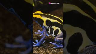 Amazing Facts About The Colorful and Toxic Poison Dart Frog facts animalinsights [upl. by Arhat345]