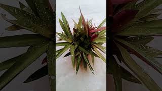 Rhoeo plant gardening ytshorts trendingvideo [upl. by Mcintyre]