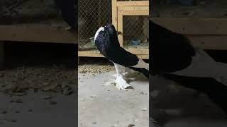 Pomeranian pouter pigeon trending pigeon fancykabutar fancypigeon kabutar trending viral [upl. by Allicirp]