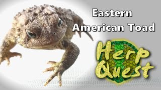 Eastern American Toad  Herp Quest 10 Herpetology Education [upl. by Bord]