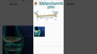 Epiphyseal growth plate  Metaphysis  Epiphysis  Diaphysis biology bones neetbiology [upl. by Adaliah]