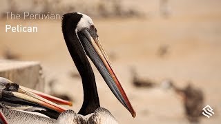 The Peruvian Pelican [upl. by Krongold]