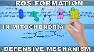 ROS Formation in Mitochondria and Defensive Mechanism [upl. by Ralleigh892]