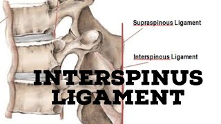 Interspinous ligament [upl. by Zinck]