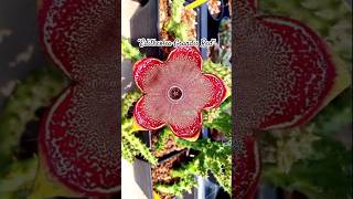 Asclepiadaceae Flower ♥️😱 shorts plants cactus flowers [upl. by Atteoj]