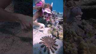 Real life Little Mermaid Crown Of Thorns Starfish [upl. by Ilsel964]