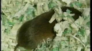 Vole Control featured on quotThe Down East Gardenerquot [upl. by Nylirek]