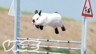 うさぎピョンピョン大会  Cute Bunny Jumping Competition [upl. by Kesia]