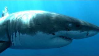 The Great White Shark Meet the Man in the Gray Suit  KQED QUEST [upl. by Larson]