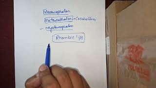 CNS Embryology Lec no10 Cerebellum development Metencephalon Langman Embryology [upl. by Rodmun]