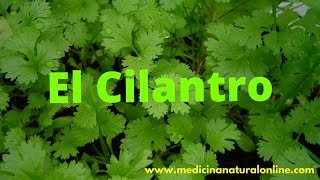 EL CILANTRO – ESPASMOS DIGESTIVOS ESTOMAGO INTESTINOS INDIGESTION [upl. by Callahan601]