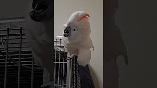 Angry Cockatoo [upl. by Aronal]