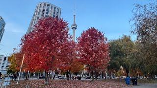 TORONTO LIVE Wednesday Evening Walk October 30 2024 20 Celsius [upl. by Yllrebmik]