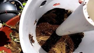 How to plant strawberries in buckets [upl. by Nalak]