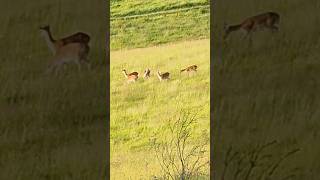 fallow deer hunting  Stalking deer fallowdeer deerhunting nature wildlife vikings [upl. by Menendez]