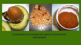 LES BIENFAITS DU NOYAU DE LAVOCAT SUR NOTRE ORGANISME [upl. by Marquez]