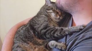 Nothing is more comforting than a cat cuddling and purring  Cute Cat Sleep With Owner [upl. by Ellessig]