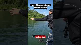 Huge Sturgeon Jumps Out Of Water pnwfishing sturgeon willametteriver oregon [upl. by Nylrahs]