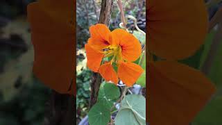 Orange Nasturtium flower  trailing vining nasturtiums garden short plants flowers orange bee [upl. by Enelak]