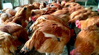 Paano mag alaga ng sasso dekalb at iba pang organic chicken [upl. by Nolahc]