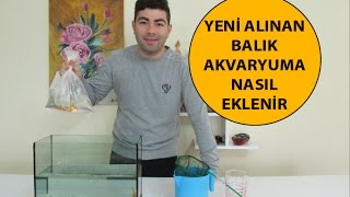 Yeni Alınan Balık Akvaryuma Nasıl Eklenir [upl. by Arnaldo]