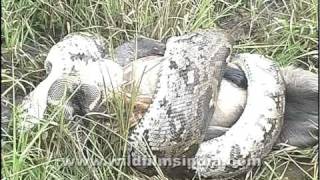 This Python is eating a live Langur [upl. by Hunfredo]