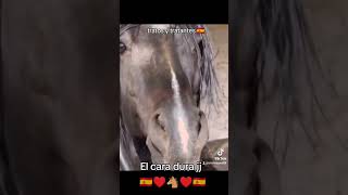 tratos y tratantes 🇪🇦 amoaloscaballos horse caballos historia humor caballosarabes [upl. by Anwad]