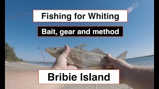 Whiting fishing gear bait and method Bribie Island north of Brisbane [upl. by Eisned986]