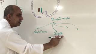 Extrapyramidal system  Neuroanatomy 22 [upl. by Weitman]