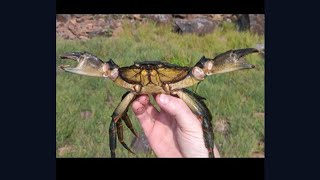 I Caught Invasive Green Crabs And Made Cream Cheese And Crab Rangoons [upl. by Kcub]