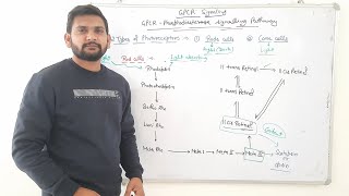 GPCR in Vision Rhodopsin Signalling PathwayCSIR NET [upl. by Fernyak611]