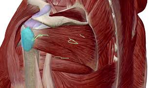 Infraspinatus Rotator Cuff Injury [upl. by Oos413]