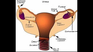 Structure and ligament support of the uterus Round ligament broad ligament Pubocervical ligament [upl. by Darby]