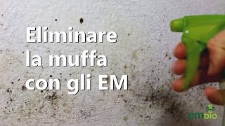 Trattamento Antimuffa Naturale con i Microrganismi Efficaci EM [upl. by Hamner580]