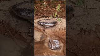 Casting a Fungus Farming Ant Colony with Molten Aluminum Cast 107 shorts [upl. by Laney112]