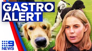 Gastro outbreak among Melbourne’s dogs  9 News Australia [upl. by Anilatac]