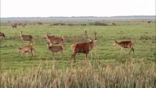 20111015 Bronst in de Oostvaardersplassenwmv [upl. by Onstad]