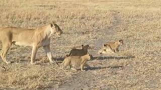 Boteti Tented Camp Lion Cubs in Moremi [upl. by Milli136]