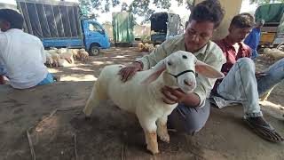 35 months Bandur male sheep  bandursheep farming bandur mandya [upl. by Clerc]