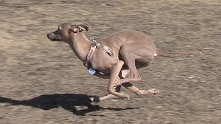 Italian Greyhound running in slow motion  Taz [upl. by Forest]