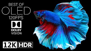 Dolby Vision 12K HDR on 120fps OLED Screen 🌟 [upl. by Teodoro]