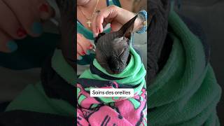 Nettoyage des oreilles de chat Sphynx hairlesscats cat sphynxcommunity cute sphynx chat [upl. by Penelope]